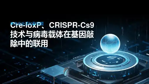 Cre-loxP、CRISPR-Cas9技术与病毒载体在基因敲除中的联用