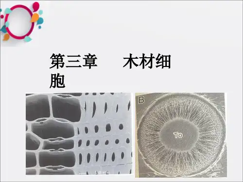 《木材细胞》PPT课件