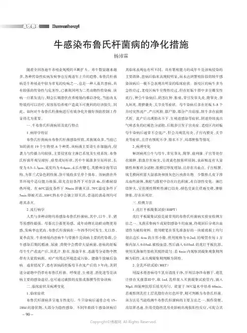牛感染布鲁氏杆菌病的净化措施