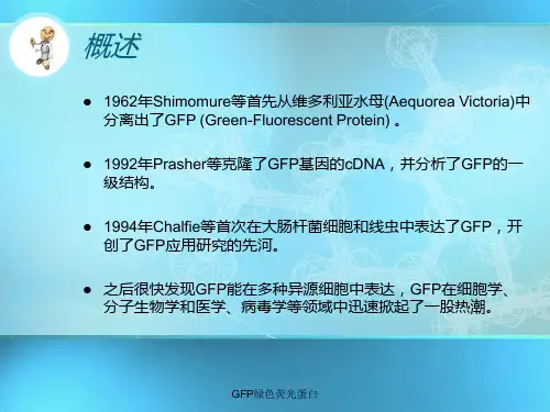 GFP绿色荧光蛋白课件