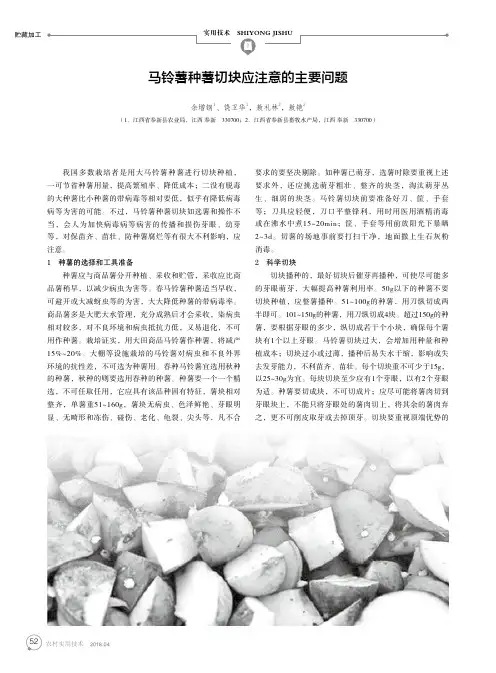 马铃薯种薯切块应注意的主要问题