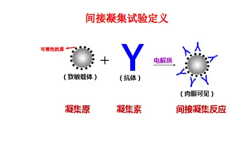 55.2间接凝集试验PPT