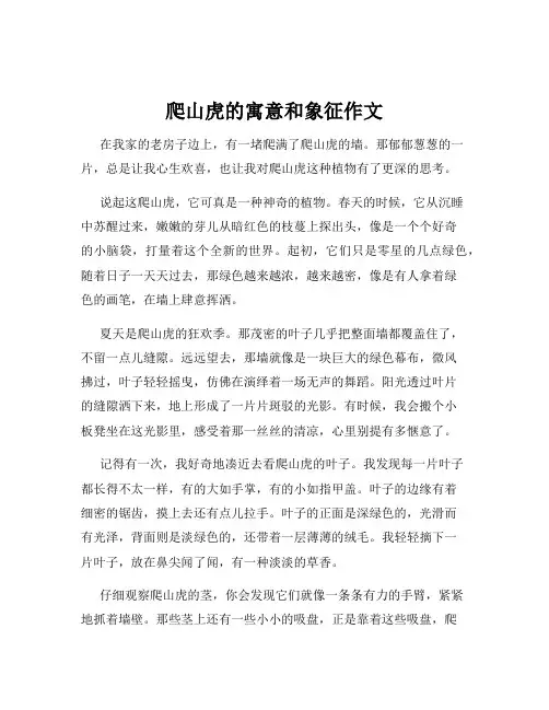 爬山虎的寓意和象征作文