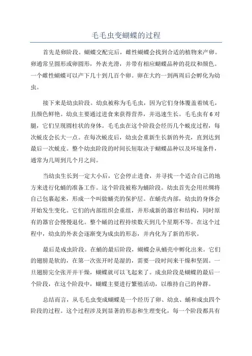 毛毛虫变蝴蝶的过程