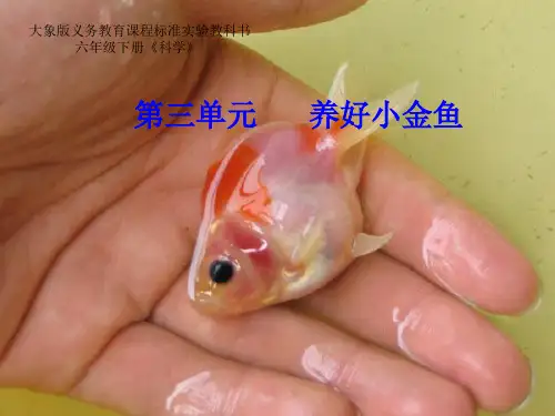 揭开金鱼死亡之谜课件