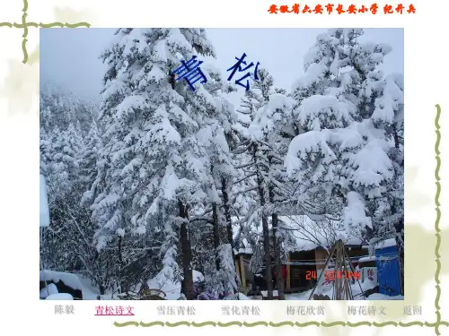 《青松》教学课件