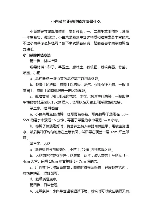 小白菜的正确种植方法是什么