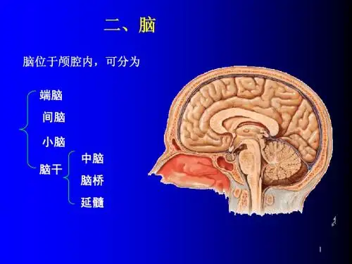 脑干