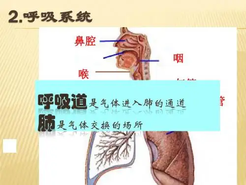 内环境——呼吸、消化系统