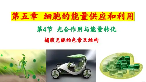 光合作用与能量转化课件-高一上学期生物人教版必修1