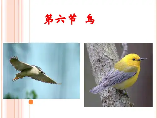 人教版八年级生物上册第五单元第一章第六节  鸟 课件(20张ppt)