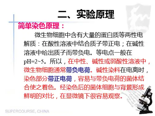 实验三+细菌的形态观察_PPT课件