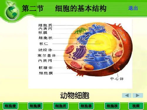 细胞的基本结构