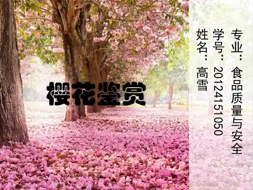 樱花.ppt