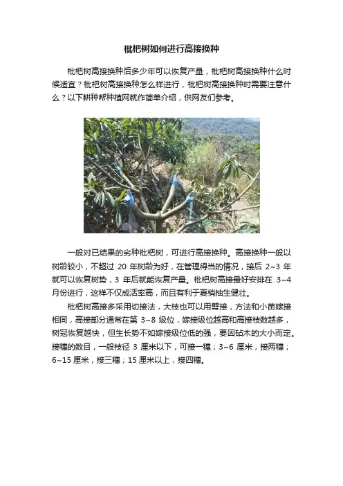 枇杷树如何进行高接换种