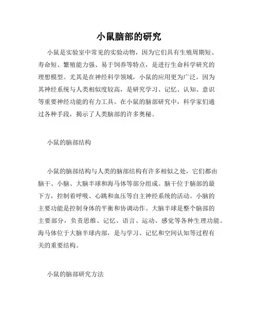 小鼠脑部的研究