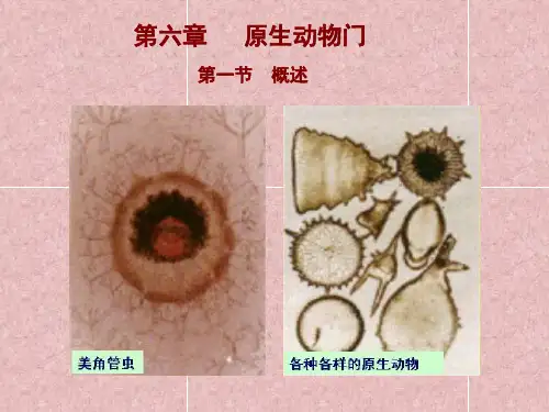 第六章原生动物