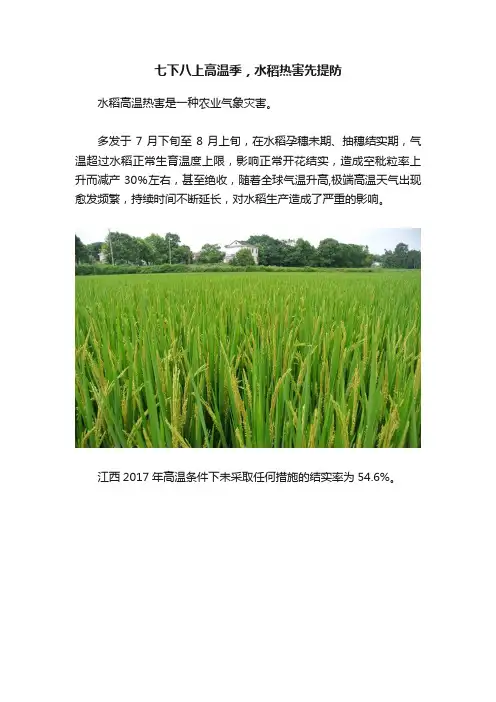 七下八上高温季，水稻热害先提防
