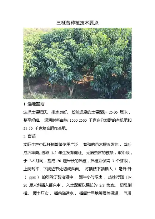三桠苦种植技术要点