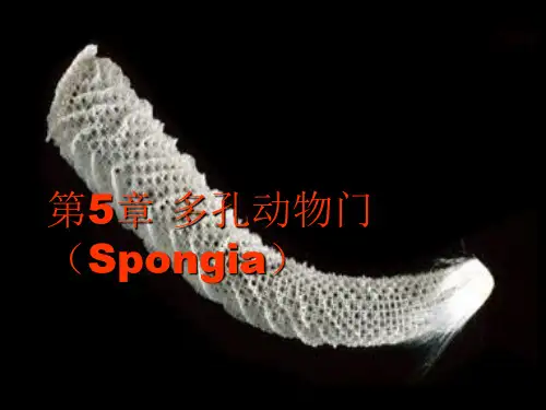 5.多孔动物