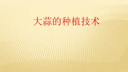大蒜种植技术ppt课件