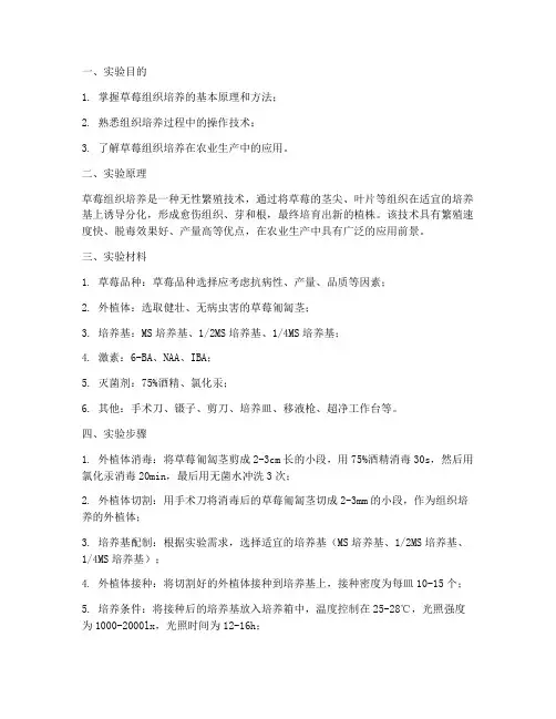 草莓组织培养的实验报告