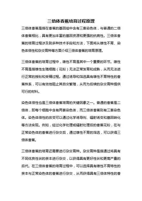 三倍体香蕉培育过程原理