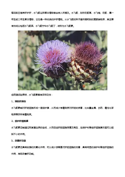 水飞蓟护肝效果怎么样,一文带你读懂水飞蓟