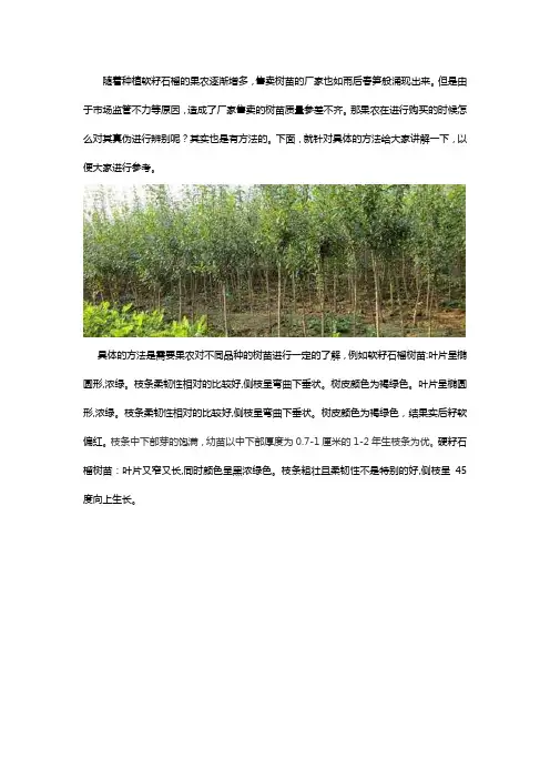 软籽石榴苗怎样辨真伪