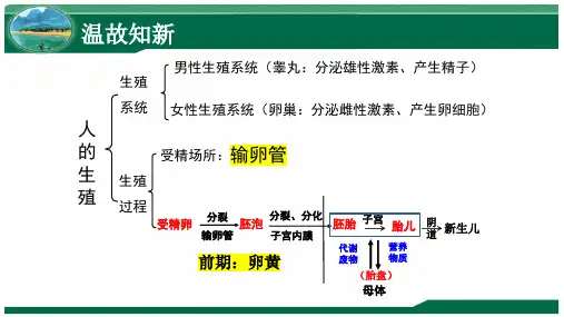 4.1.3青春期课件 