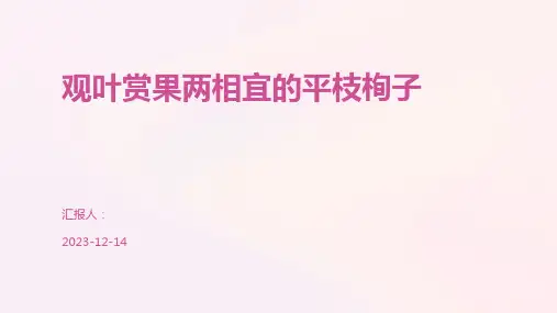 观叶赏果两相宜的平枝栒子