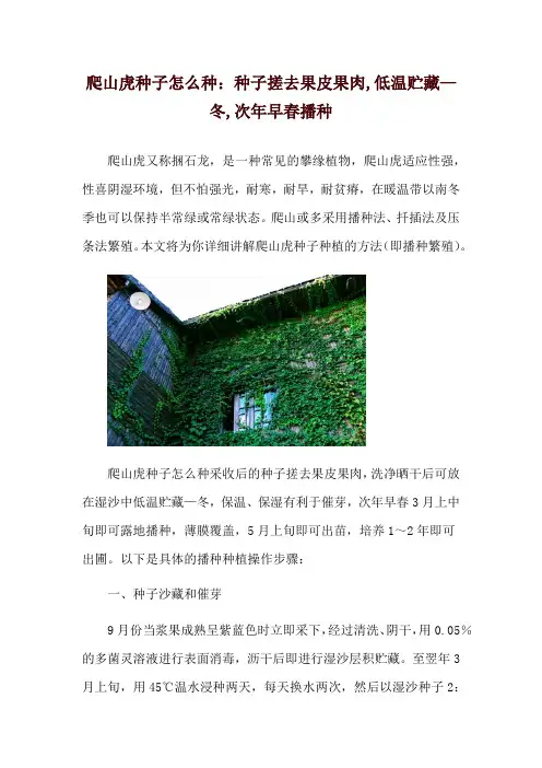 爬山虎种子怎么种：种子搓去果皮果肉,低温贮藏—冬,次年早春播种