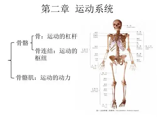 人体解剖生理学 运动系统