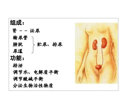 泌尿系统疾病的病理学变化(病理病生理学课件)