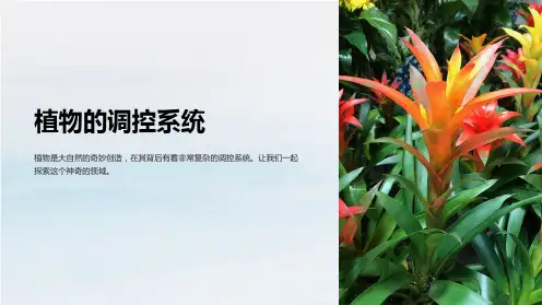 《植物的调控系统》课件