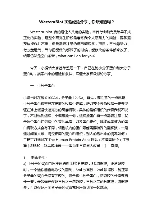 WesternBlot实验经验分享，你都知道吗？