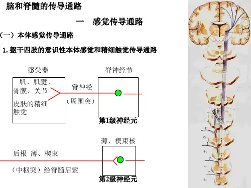 脑和脊髓的传导通路