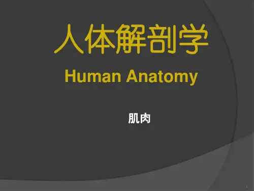肌肉-医学解剖