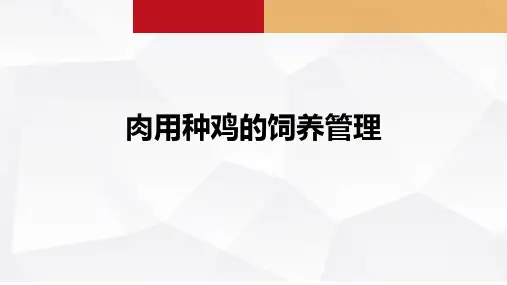 肉用种鸡的饲养管理课件(共15张PPT)《禽生产》