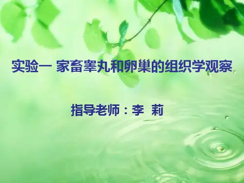 实验一_家畜睾丸的组织学观察2011[1].3.8