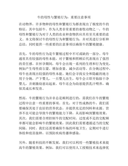 牛的母性与繁殖行为：重要注意事项