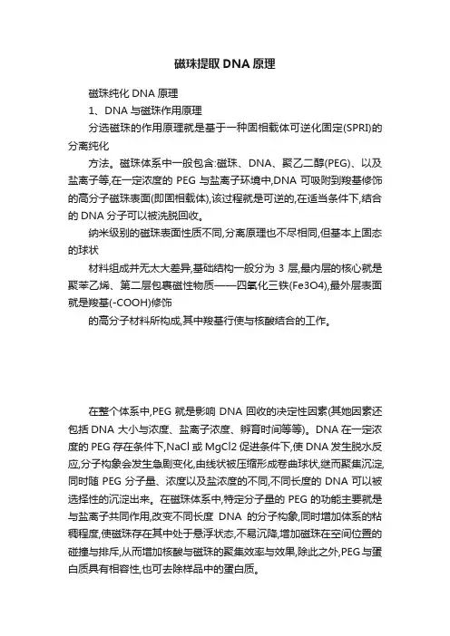 磁珠提取DNA原理