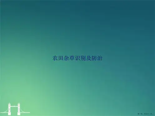 农田杂草识别及防治讲课文档