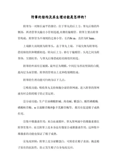 附睾的结构及其生理功能是怎样的