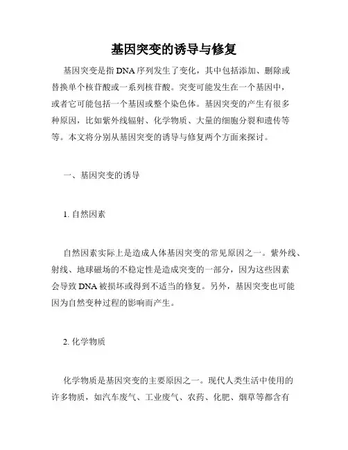 基因突变的诱导与修复