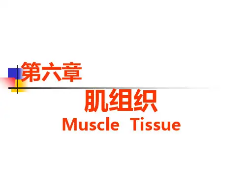 第6章：肌组织ppt课件