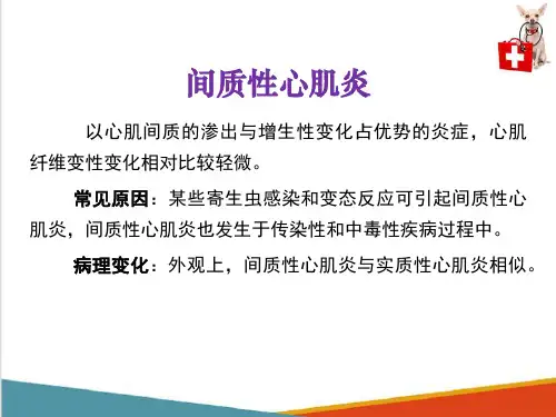 动物心血管系统病理—心肌炎(动物病理学课件)