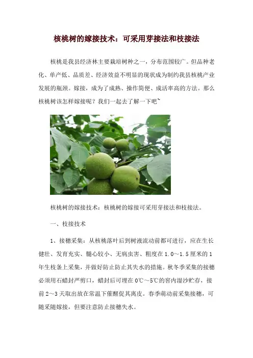 核桃树的嫁接技术：可采用芽接法和枝接法