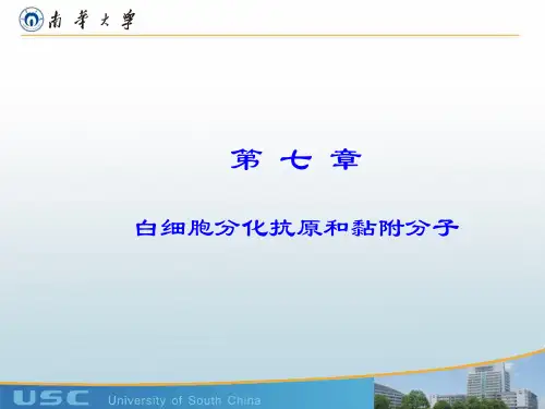 医学免疫学-白细胞分化抗原和黏附分子