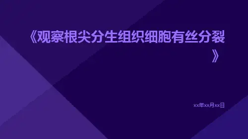 观察根尖分生组织细胞有丝分裂